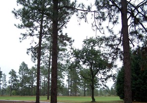 222 Foxkroft Dr. Foxfire Village Golf Front Condo 2/2 Sleeps 6 Swimming Pool