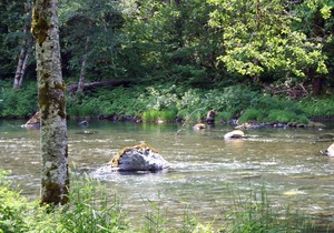A River Runs Through It #1 - Waterfront Luxury Hot Tub, Fireplace & Firepit