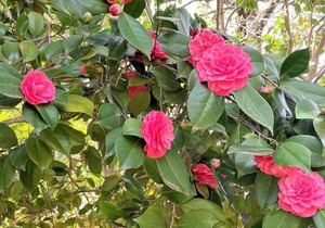 Adelaide Hills 'Camellia Cottage' + Wifi in Crafers