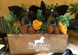 Big Horse Inn and Suites