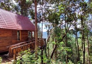 Cabaña en el Bosque de San José del Pacífico 4