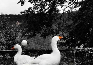 CHALET CONFORT 10 - le clos du moulin