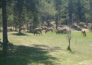“Cozy Mountain Home just 5 minutes from Glacier Park”