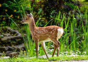 Deer Cottage 2 Uk39332