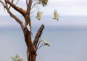 Dream Views at Arthurs Seat B & B