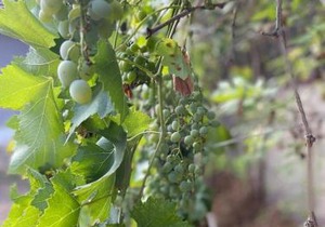 Favorite Vendégház