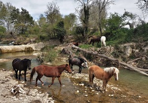 Ferme Equestre Les Coccinelles, le Gîte Rural