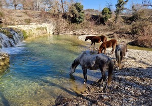Ferme Equestre Les Coccinelles, le Gîte Rural
