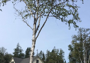 Lighthouse Cottage Borders Acadia National Park. Family & Pet Friendly