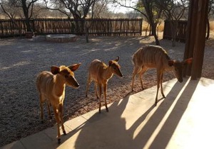 Makhato 84 Bush Lodge
