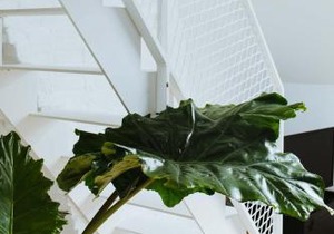 Musa Antwerp