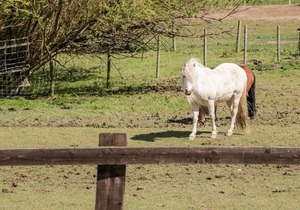 Oakwood Stables