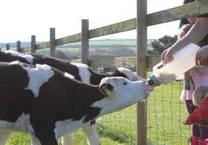 Old MacDonald's Farm