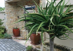 Paradise Home