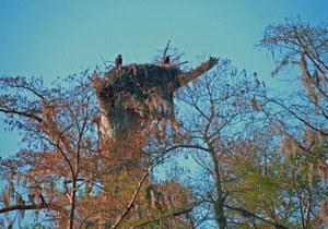 Relax on the Bayou in our 'Big Cajun' Cabin