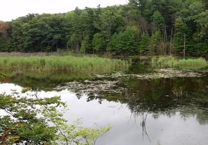 Tentrr Signature Site - Honey Pot Farm Pond Paradise