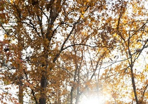 Tentrr State Park Site - Mississippi Tishomingo State Park - Haynes Lake South D