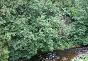 Tradition Monschau 5