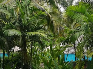 Garden | Cherngtalay