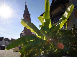 Altes Zollhaus Fischbach | Fischbach bei Dahn