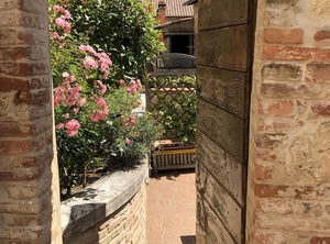Tigli Montepulciano | Montepulciano