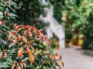 Queenslander | Balmoral