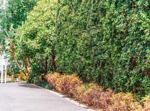 Queenslander | Balmoral