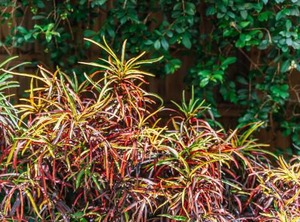 Queenslander | Balmoral