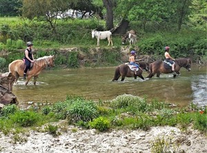Ferme Equestre Les Coccinelles | Lurs