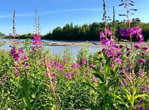 Susitna River | Talkeetna