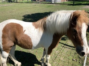 Holiday Tetenbüll | Tetenbull