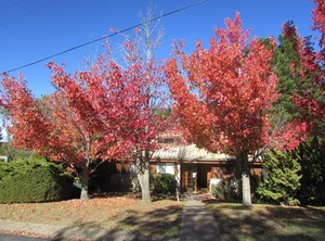 Pines | Jindabyne