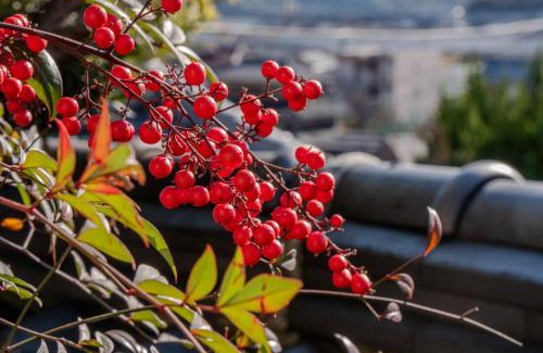 Kurashiki House | 玉島茶室-歴史を感じる和の空間 ペット同伴 バーベキュー可