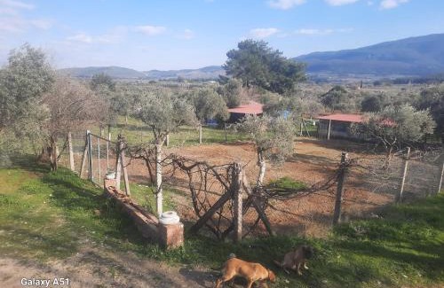 Selcuk Other | Ali dede kamp karavan bungalow