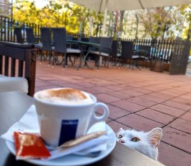 Nis Bed & Breakfast | B&B Alex18