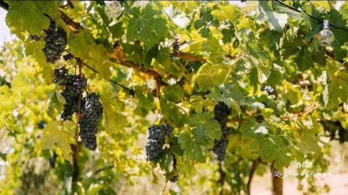 Ascea Bed & Breakfast | B&B La Terra di Parmenide