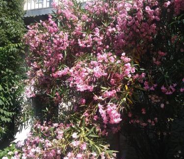 Villeneuve-les-Avignon Apartment | Bel Appartement Dans Cloitre Arbore