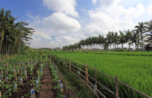 Pengosekan Hotel | Bhuwana Ubud Hotel and Farming