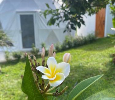 Santo Tomas Other | Boho Farm Glamp
