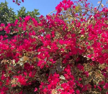 Santo Estevao House | Casinha Serena by east ALgarve guest