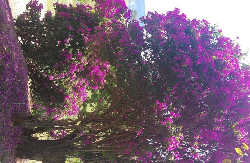 Joanopolis House | Chácara Uirapuru - nature, beauty, peace all together and mixed