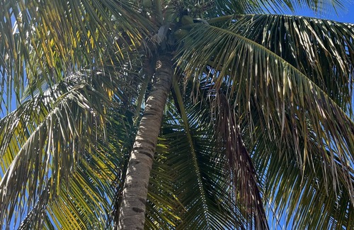 Isabel II Apartment | Coco Caribe Guesthouse romantic, secluded and modern.