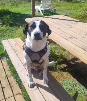 Baiona Other | Cosy nest in animal rescue Monte dos Vagabundos