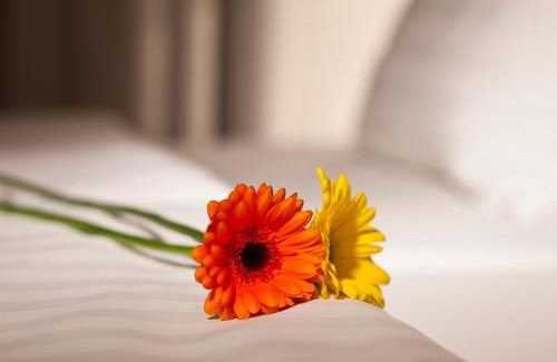 Nove Mesto Hotel | Dahlia Inn