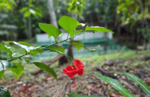 Castanhal Hotel | Eco Hotel Mãe De Sagui