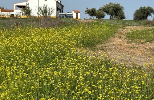 Moura Villa | Familiehuis op platteland met zwembad. Nabij Monsaraz and the Alqueva meer.