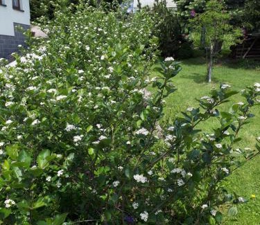 Oberwiesenthal Apartment | Ferienwohnung Aronia Garten