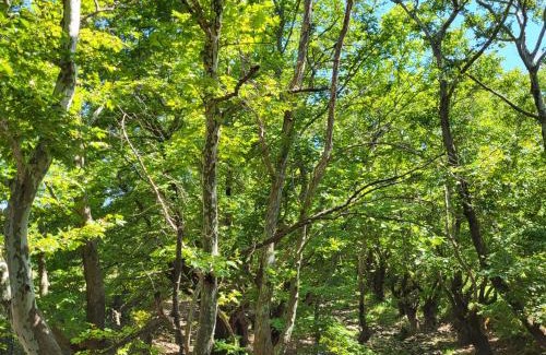 Kavala House | Forest House -Alexandra