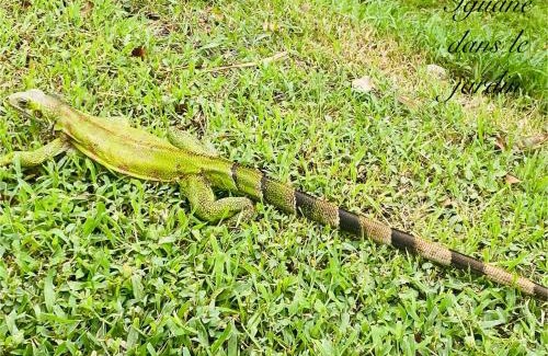 Deshaies House | Gitadeshaies Ti Paradis Nature