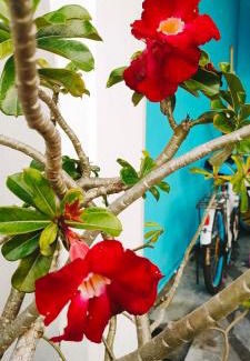 Hulu Kinta Apartment | Hanaa Homestay Meru Ipoh